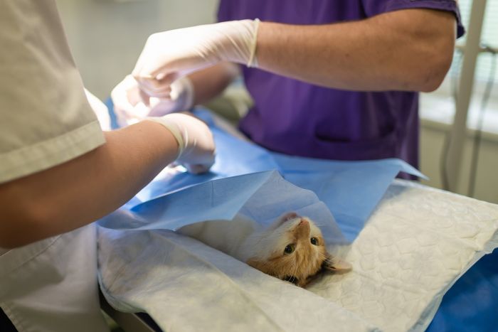 Risposta di un triestino: "Il mio veterinario offre assistenza 24 ore su 24, basta chiedere in anticipo"