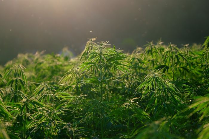 Germania: diventa legale il possesso di piccole quantità di cannabis