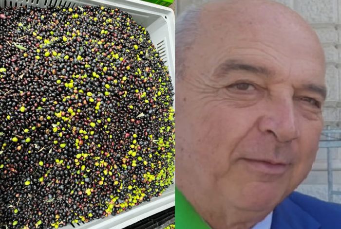 Dipiazza e l’orgoglio triestino: dalle olive raccolte alla molitura, simbolo di radici e lavoro