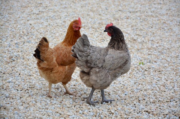 Bosnia-Ue: sospeso temporaneamente export carne di pollo per focolaio aviaria
