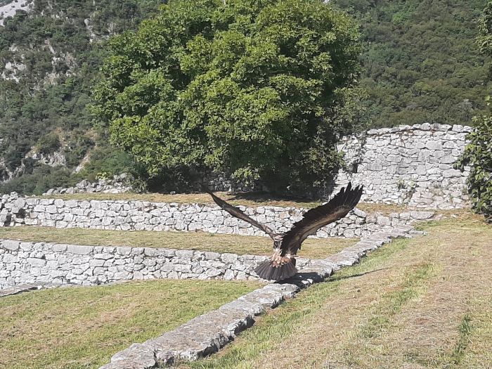 Liberati 6 avvoltoi alla Riserva di Cornino, la colonia di grifoni più grande d'Italia