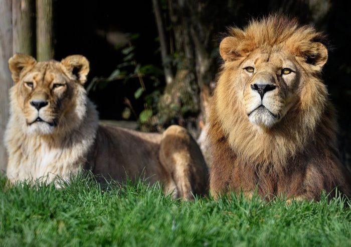 A 8 anni sopravvive 5 giorni in un parco con leoni in Zimbabwe