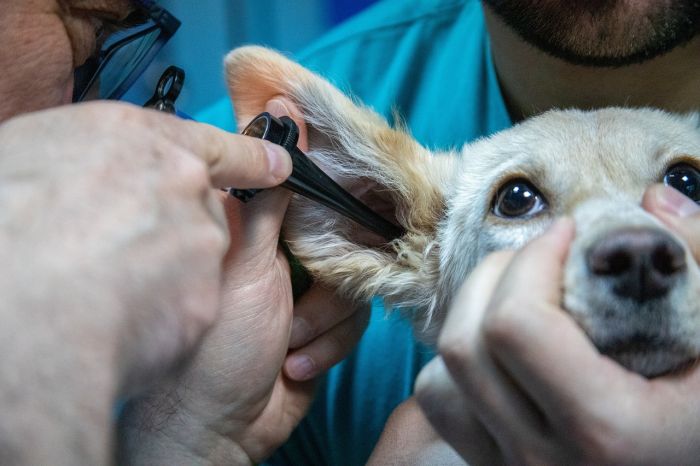 Denuncia social di un triestino: 'Sono le 02:45 e non si trova un veterinario a Trieste'