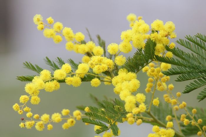 8 Marzo: Coldiretti, in dono 1,5 milioni di kg di mimose