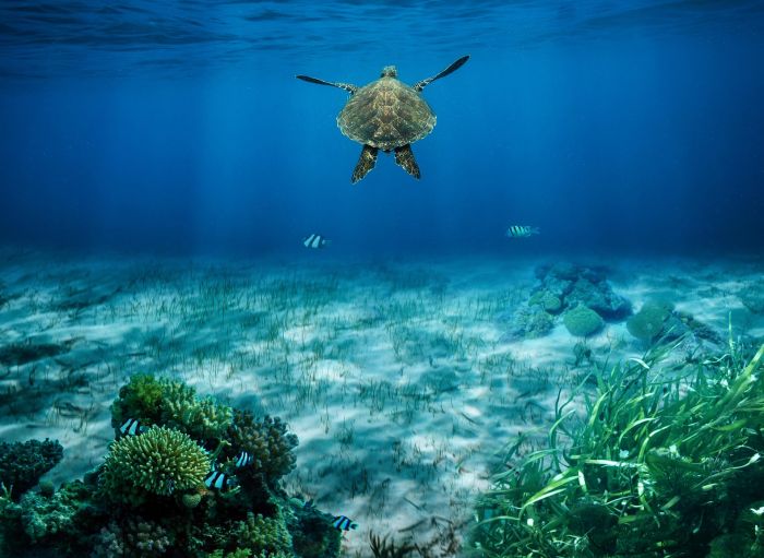 Biodiversità: Duino Aurisina a difesa delle tartarughe marine 