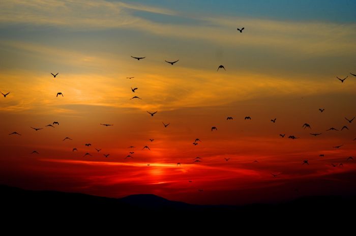 Clima: con il riscaldamento gli uccelli si riproducono meno 