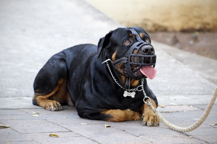È obbligatoria la museruola per i cani? ECCO LA RISPOSTA