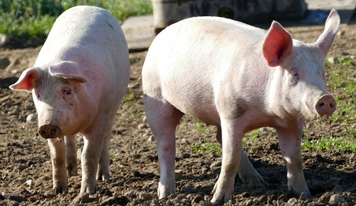 Peste suina: oggi abbattuti maiali nel Novarese, quasi 7000 capi 