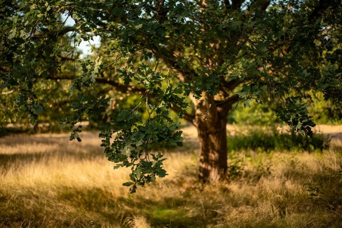 Trieste Contemporanea ospita “Sotto lo stesso albero”: arte e liberazione oltre le specie