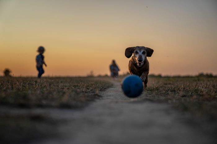 Villa Bazzoni senza un'area per i cani, Coricciati (Pd) "chi governa dia delle risposte"
