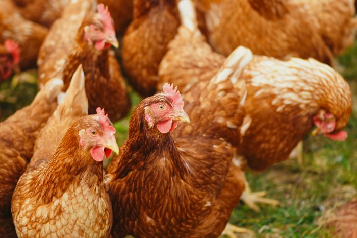 Lidl estende il suo impegno cage-free per le galline