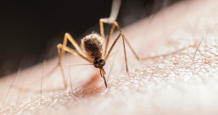 Allarme virus West Nile in Croazia: due casi gravi nella regione di Sisak