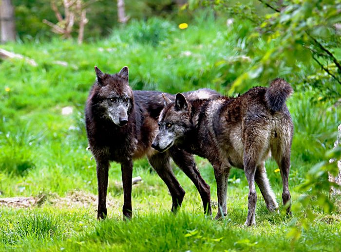 Animali: Ue, troppi lupi, indagine per rivedere status protezione