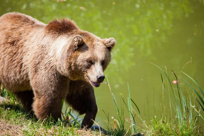 Ammazzata brutalmente a fucilate l'amata orsa Amarena 