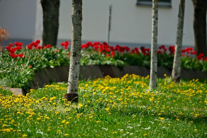 Trieste, STOP al vandalismo nei giardini: più luci, telecamere e sanzioni