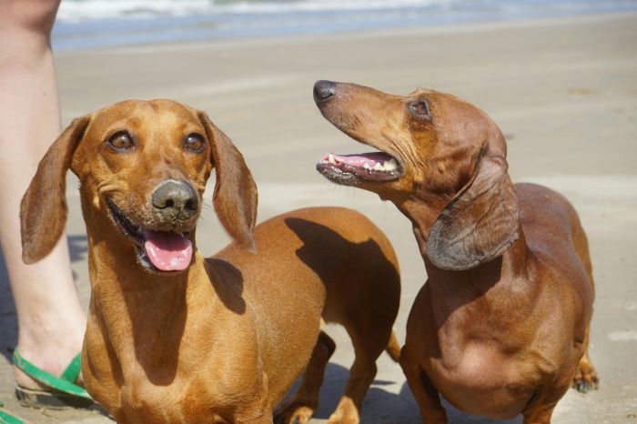 Elezioni europee, andare a votare con il cane si può?