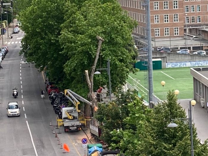 "Perché è stato abbattuto quell’albero sano?": la segnalazione sull’abbattimento in Via Locchi senza preavviso né spiegazioni