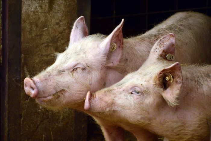 Animalisti FVG contro Cisint: "Serve rispetto per gli esseri viventi, non difese cieche degli interessi economici"