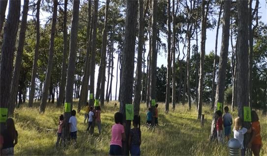 “Abbracciamo e salviamo la Pineta di Cattinara”: mercoledì poesie, canti  danza e pensieri per la Pineta