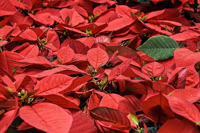 Natale, Coldiretti: le 'Stelle'  di Natale sono in quattro case su 10