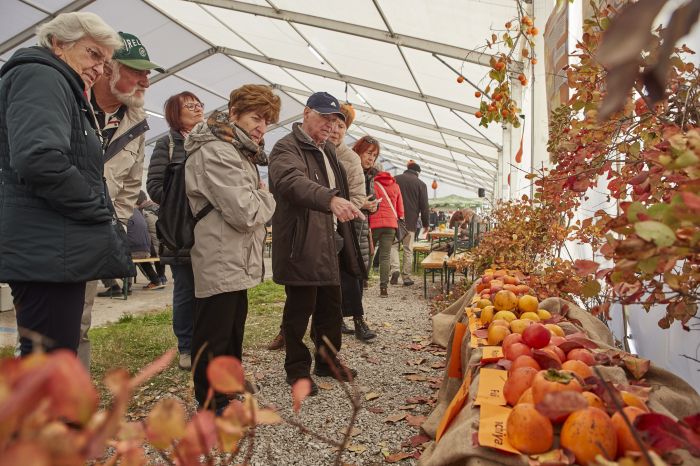 Cachi protagonisti a Strugnano: nel week-end festival tra sapori, cultura e intrattenimento (VIDEO)
