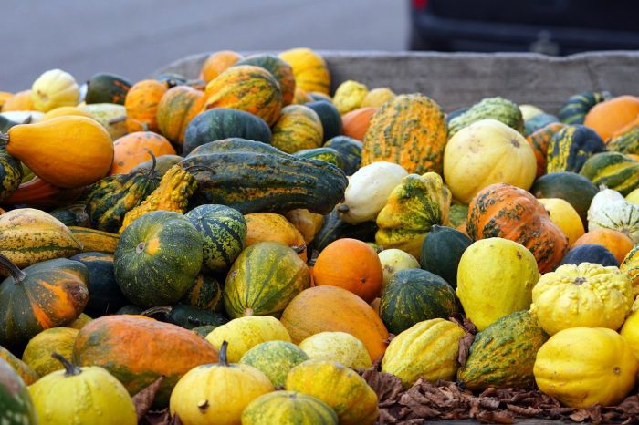 Festa della Zucca 2024 annullata: "Venzone vi aspetta il prossimo anno!!"