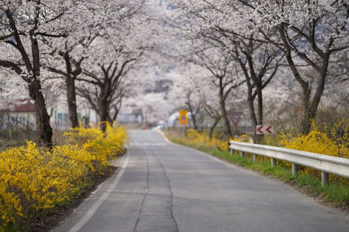 In città gli alberi sbagliati possono peggiorare l'aria