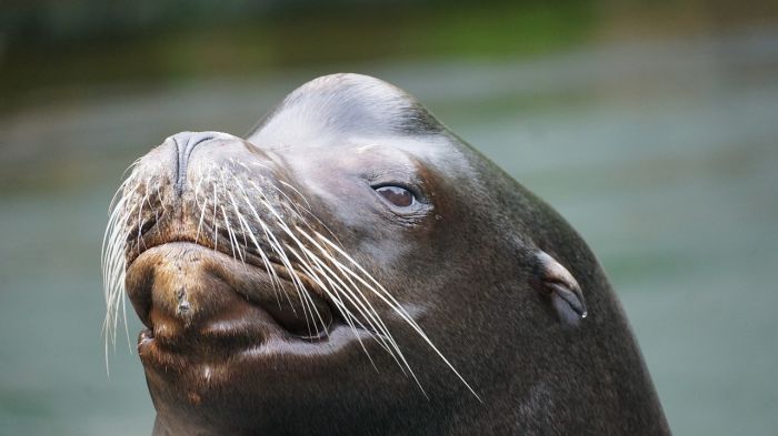 Usa: piogge record a New York, leone marino fugge da zoo di Central Park 