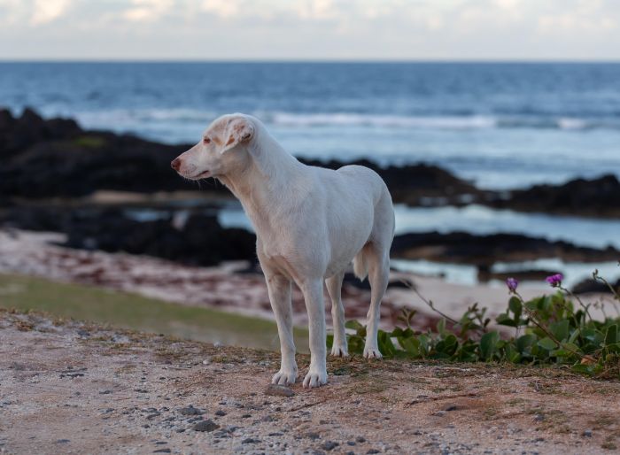 Il loro silenzio è una richiesta d’aiuto: la responsabilità di chi sceglie di amare un animale