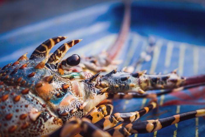 Addio alle vongole, dopo il granchio blu il clima fa strage dei lupini di mare