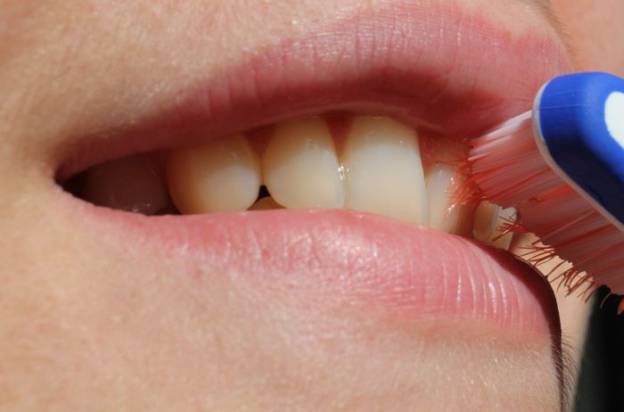 Possibile rigenerare la polpa dentale, positivi i test nei topi
