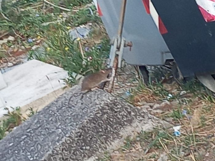 "Grossi topi, odori nauseabondi e profondo degrado in zona stazione: l'Amministrazione dia risposte"
