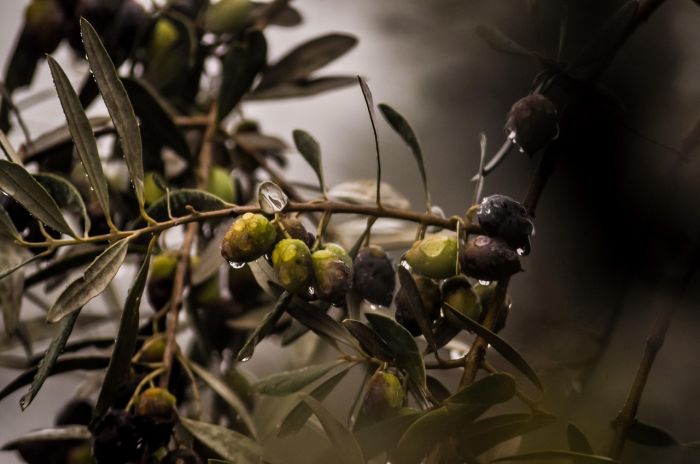 Coldiretti: al via raccolta olive, +34% Sud salva Italia