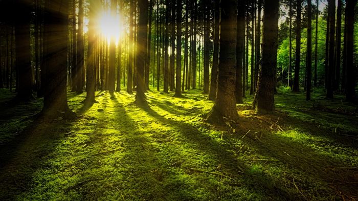 In Italia 4.288 alberi monumentali, 320 in più nel 2023