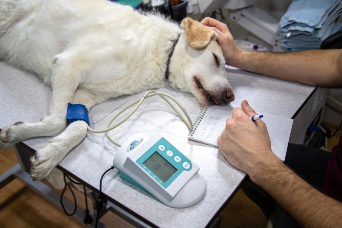 Petizione per l'apertura di un pronto soccorso veterinario a Trieste: rivolta per l'assenza di servizi notturni