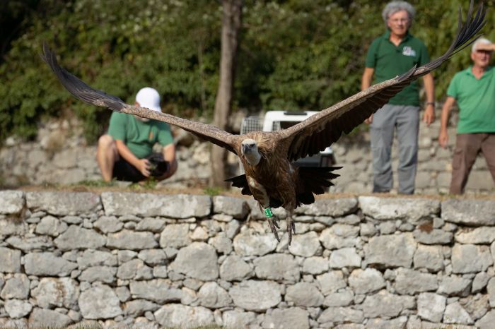 I Grifoni tornano a dominare i cieli: a Cornino la magia della libertà