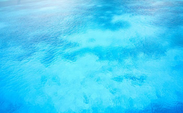 Ancora un nuotatore alieno nelle acque dell'Adriatico, è arrivato il granchio crocifisso