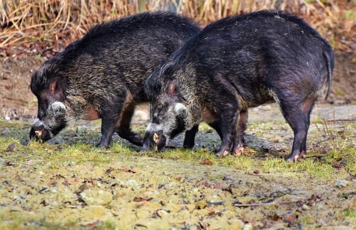 Cacciatore ferito da un cinghiale nel Salernitano