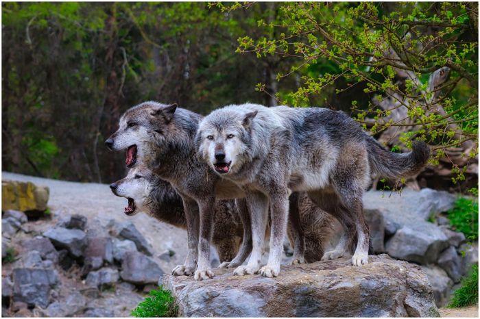 Allarme lupi in Friuli Venezia Giulia, Animalisti: “No agli abbattimenti previsti nel 2026”
