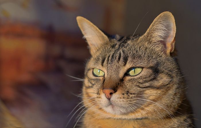 Cucce per i gatti date alle fiamme: la denuncia di LNDC contro la deriva dei valori umani