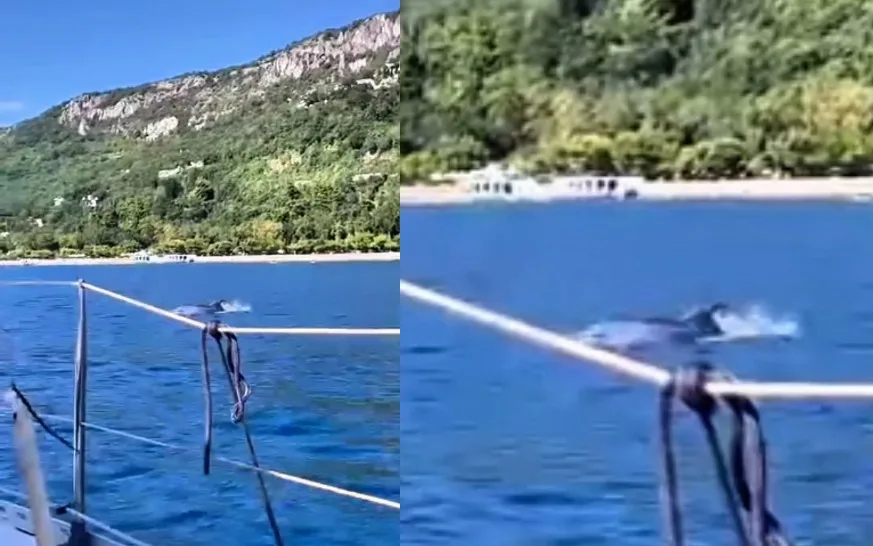 Trieste, spettacolo davanti a Barcola: delfini avvistati nel pomeriggio di domenica (VIDEO)