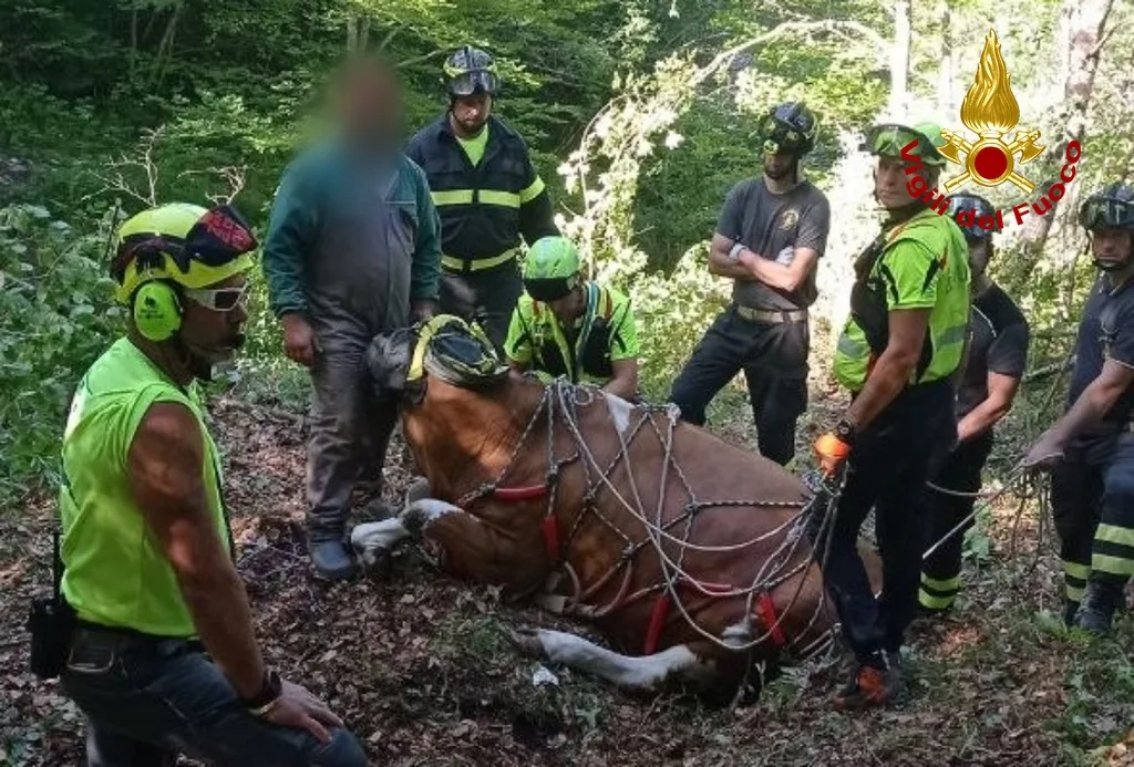 Cade in un dirupo per 300 metri: mucca incinta di 800 kg salvata con l'elicottero a Tolmezzo