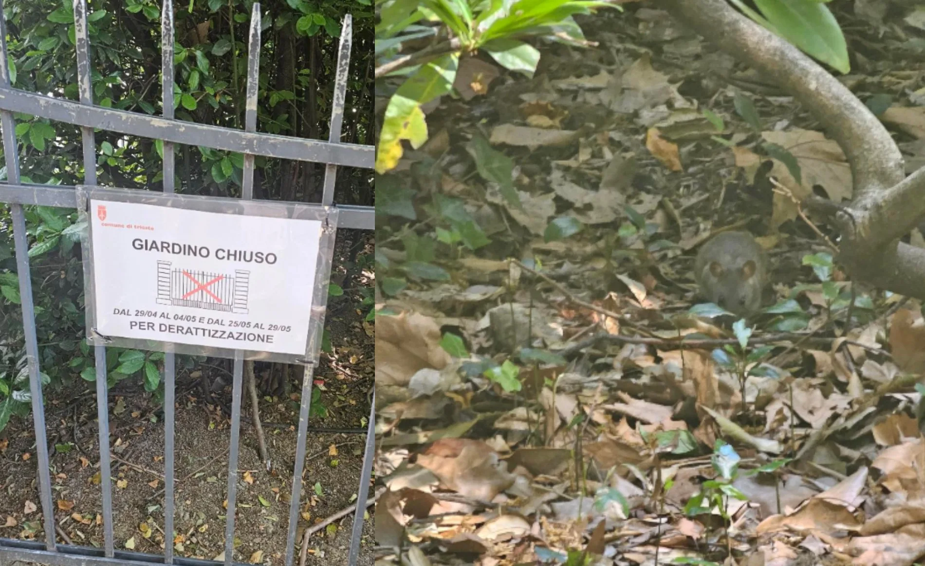 Giardino Pubblico riaperto dopo la derattizzazione: “I roditori sembrano ancora più a loro agio”