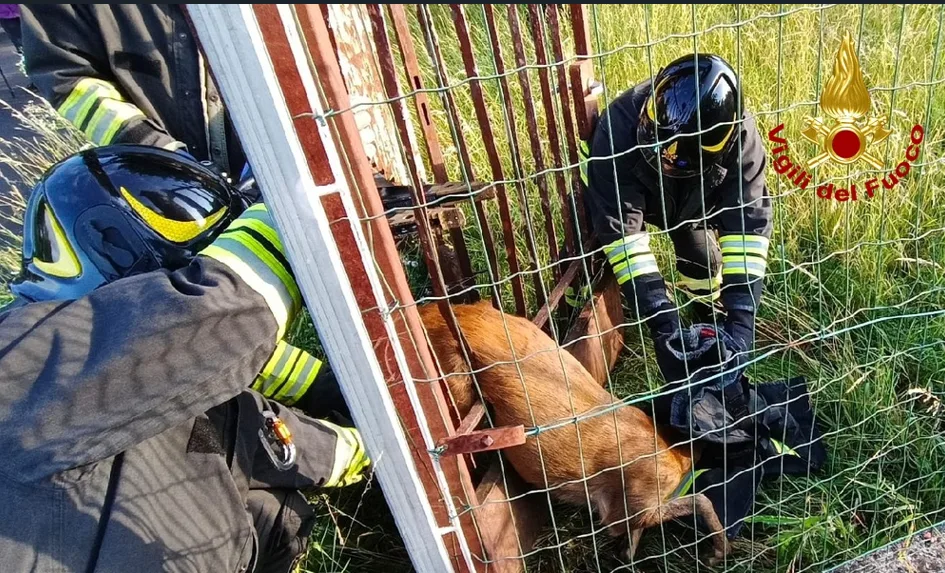 Capriolo resta incastrato in un cancello: salvato dai Vigili del fuoco all'alba