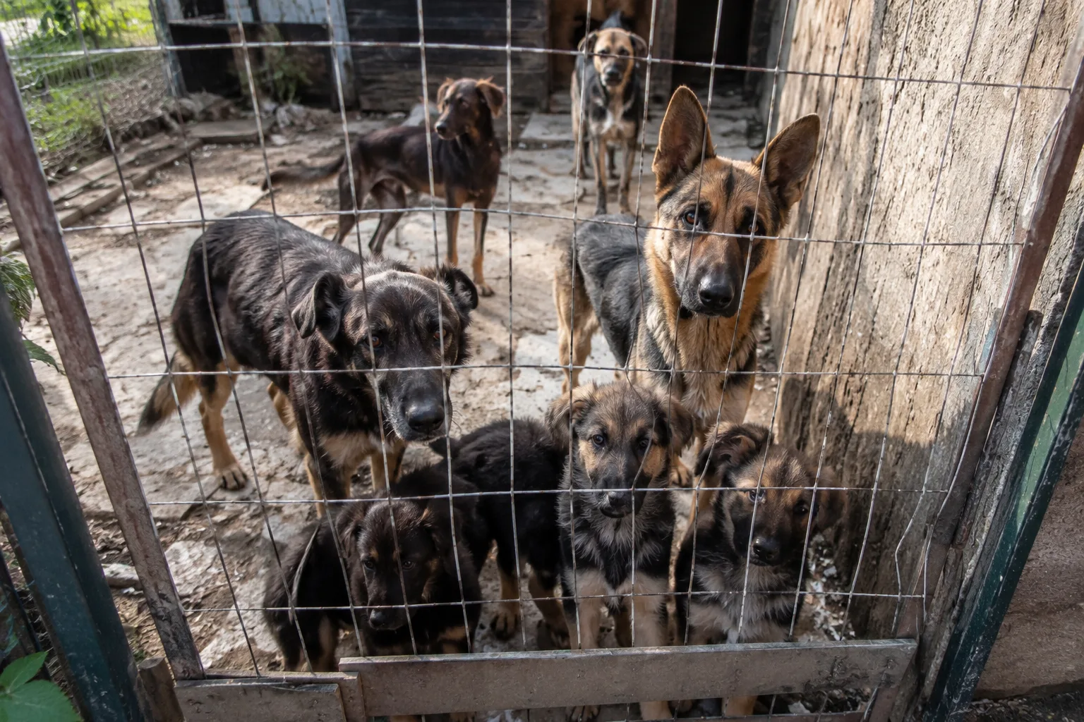 Orrore in Friuli: 10  cani sequestrati tra fame, parassiti e degrado, cucciolo muore dopo salvataggio