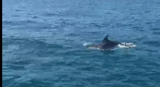 Trieste, il Golfo diventa un palcoscenico: delfino protagonista di una danza sull’acqua (VIDEO)