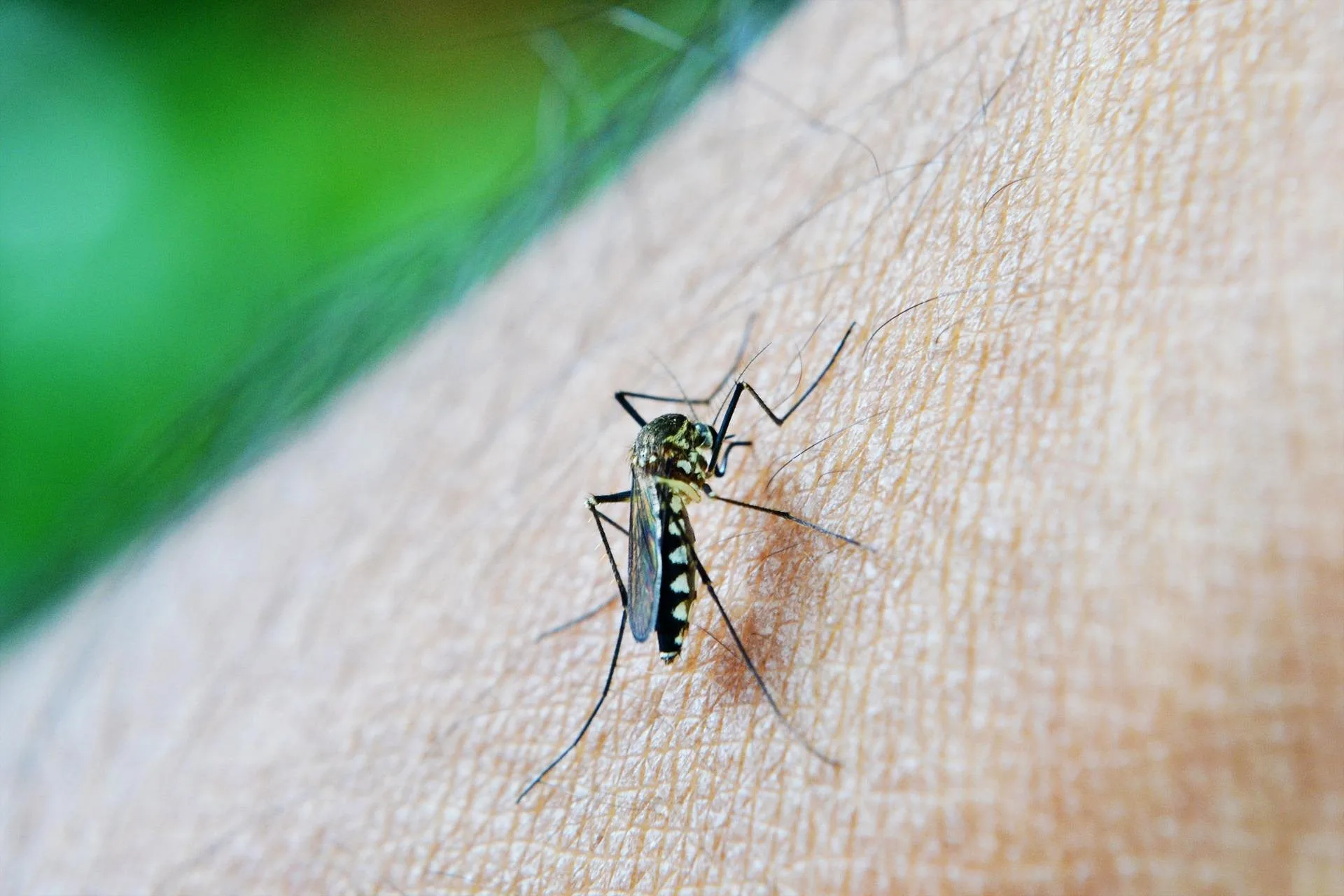 Dengue a Trieste, caso confermato: controlli nell’area di Viale XX Settembre e Ospedale Maggiore