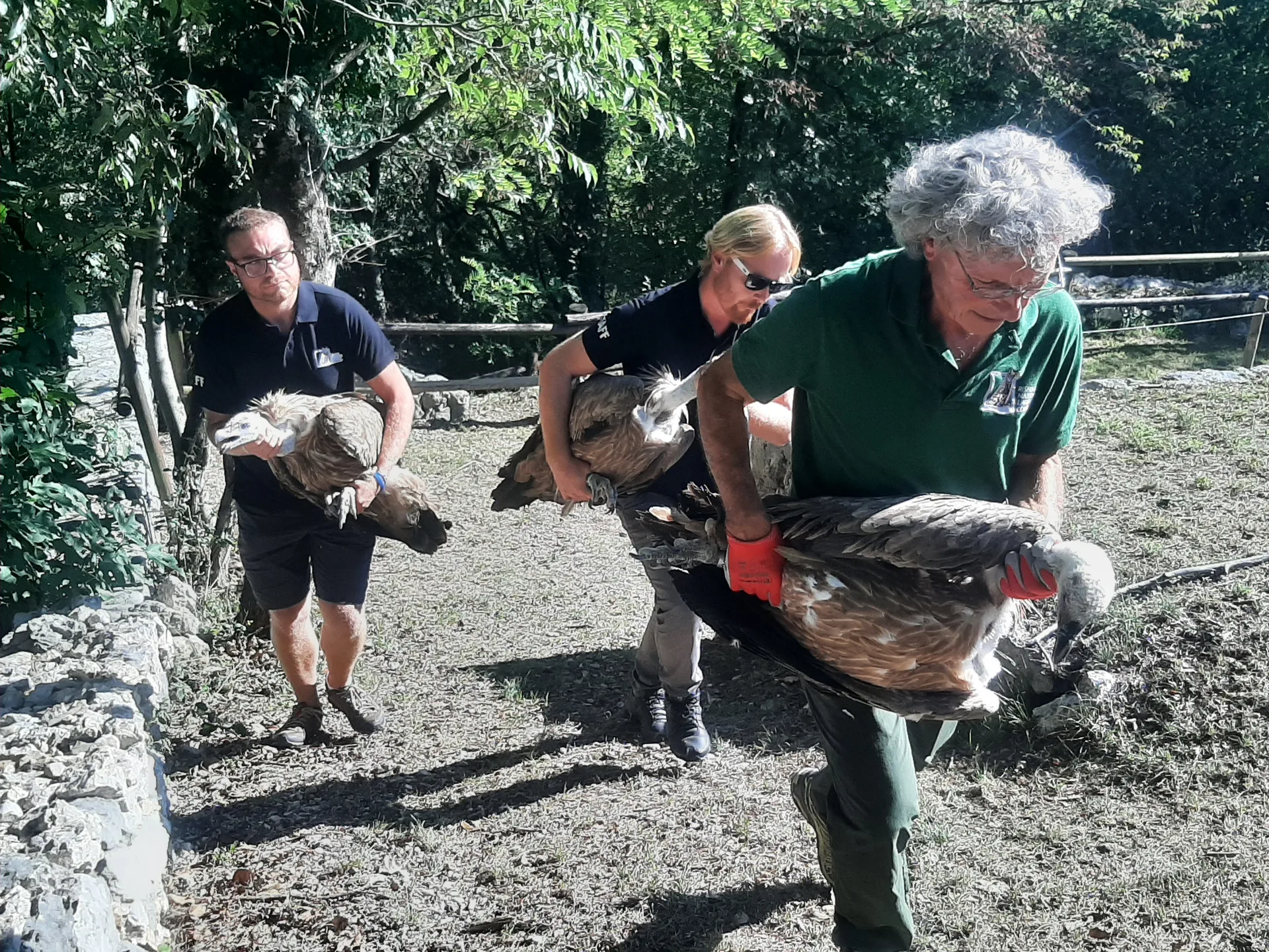 Riserva di Cornino, tre grifoni tornano in volo: grande successo per "Vivi e Liberi di Volare"