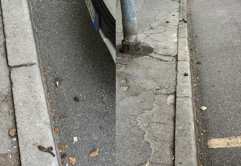 Trieste, protesta da Valmaura: “Ogni mattina marciapiedi trasformati in una toilette per cani”