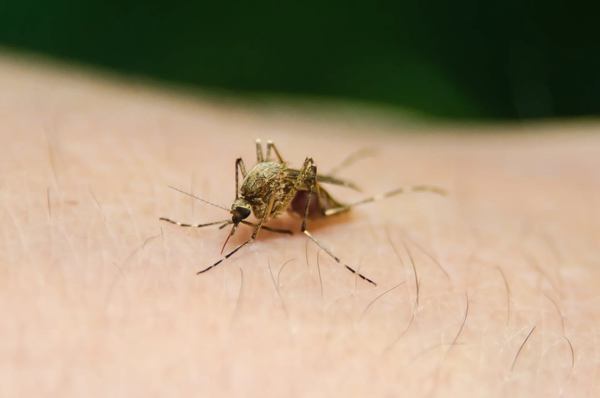 Virus del Nilo occidentale, 7 casi registrati in Croazia